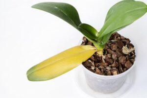 orquidea con hojas amarillas y cuidados necesarios