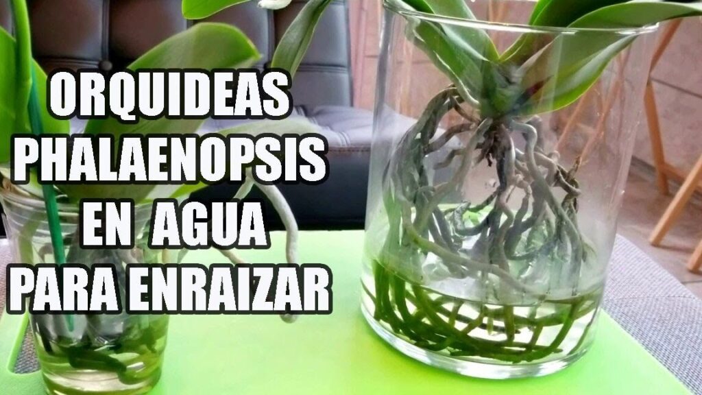 Consejos efectivos y fáciles para que un tallo de orquídea eche raíces