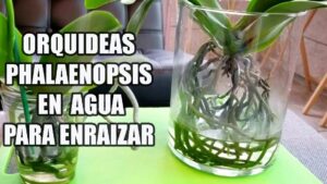 orquidea enraizando en un vaso de agua