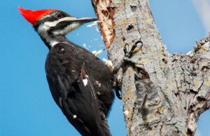 pajaro carpintero en accion en arbol