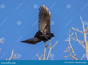pajaro negro americano cuervo en el arbol primavera despegando contra un profundo color azul cielo alas extendidas listas para 215465552