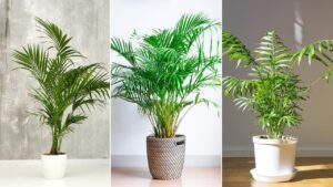 palmeras de interior resistentes deco 430 jardinatis 1280x720x80xX