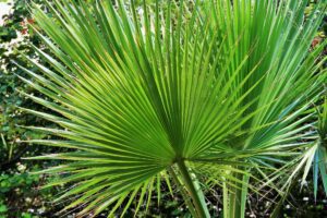 palmeras para resistir el frio exterior