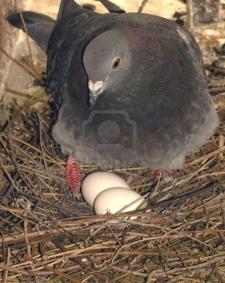 Cuándo se van del nido las palomas 4 Paloma juvenil fuera del nido