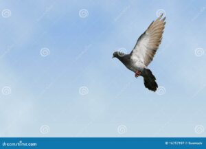 paloma gris en vuelo 16757197