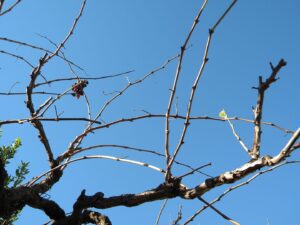 parra de uvas blancas siendo podada
