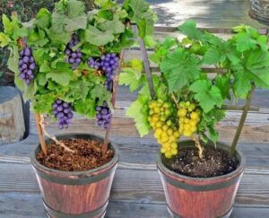 parra en maceta siendo regada con agua adecuada