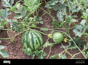 parte de la planta de sandia con frutas y flores kgxywp