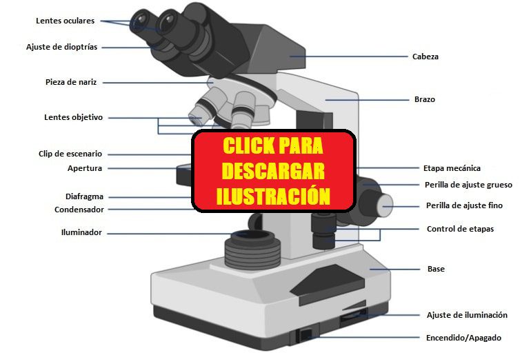Partes del microscopio 2 partes microscopio 1