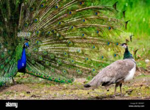 peacock hembra pavoneo delante del pavo real macho con su plumaje bfh92t