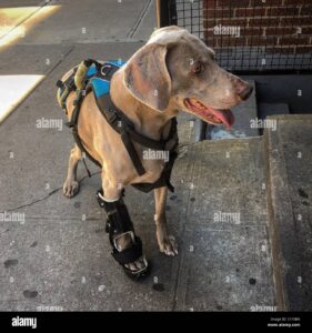 perro con su pierna en yeso s1y3bn