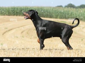 perro dobermann doberman pinscher natural de los oidos adulto perfil permanente paw planteadas d1xr44