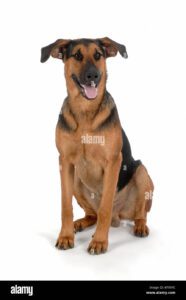 perro el pastor aleman cruz doberman sentado kfx9yc