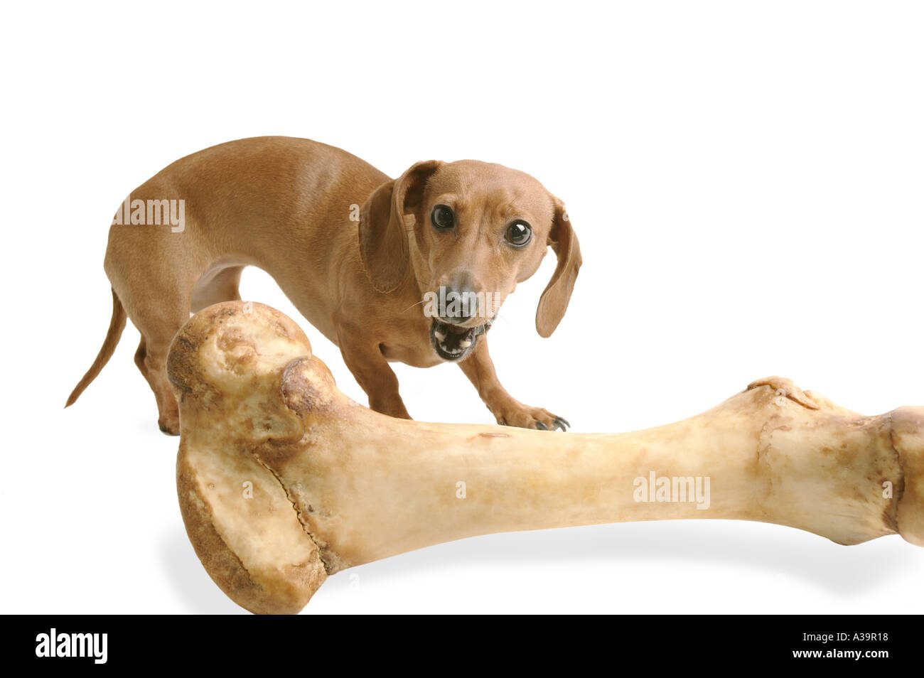 Perro mordiendo un hueso grande