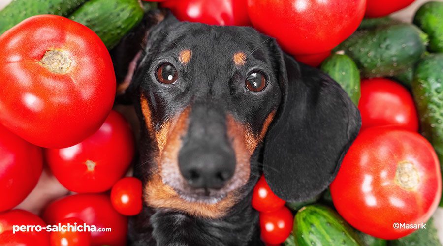 Perro salchicha envejeciendo saludablemente