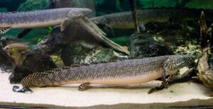 pez parecido a anguila nadando en agua