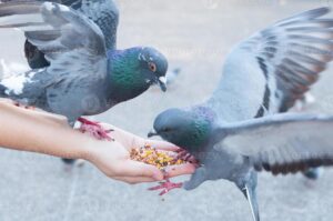 pigeon eating from woman hand on the park feeding pigeons in the park at the day time photo