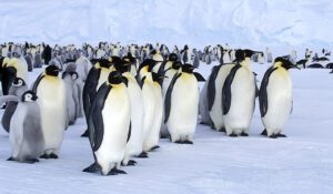 pinguino respirando en el hielo polar