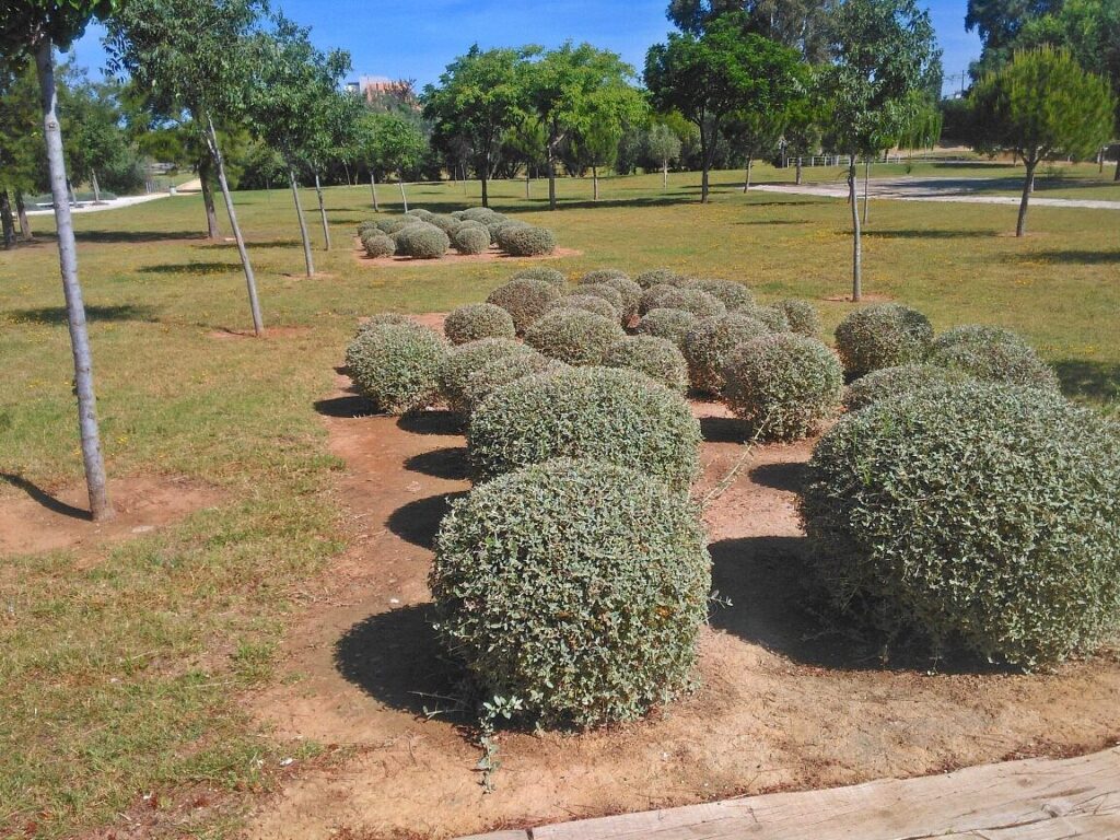 Controla y da forma a tu pino con la poda adecuada 3 Controla y da forma a tu pino con la poda adecuada