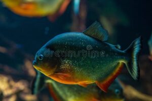 pirana nadando en un rio de agua dulce