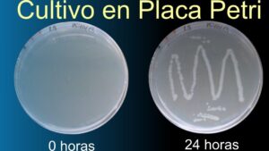 placa de petri con cultivos bacterianos en crecimiento