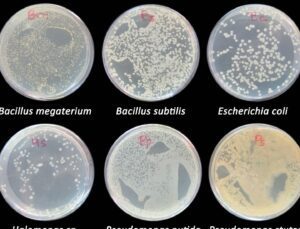 placas petri con colonias bacterianas a diferentes temperaturas