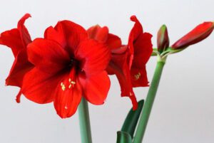 Descubre la fascinante planta con dos flores en un solo tallo 10 planta con dos flores en un solo tallo