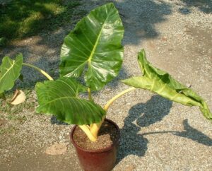 planta con raices sumergidas y hojas amarillentas