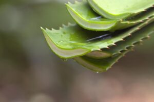 La sorprendente respuesta: ¿El aloe vera vuelve a crecer si lo cortas? 13 planta de aloe vera regenerando despues de ser cortada