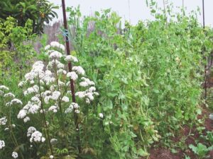 planta de guisantes con muchos kilos de produccion