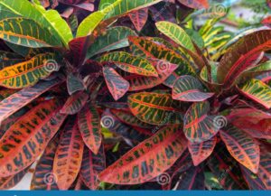 planta de hojas verdes y rojas en jardin