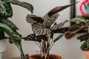 planta de interior con hojas enrolladas y saludables