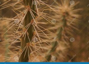 Descubre la fascinante planta con espinas típica de lugares áridos 16 planta espinosa en un desierto