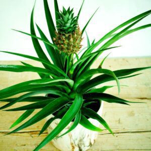 planta pina 3