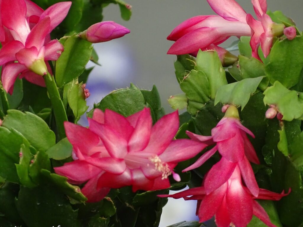 Descubre el asombroso florecimiento de la planta pluma de Santa Teresa 4 Descubre el asombroso florecimiento de la planta pluma de Santa Teresa