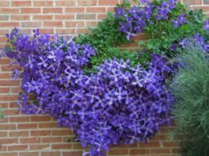 plantas trepadoras con flores resistentes al frio