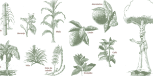 Tropismo: tipos y ejemplos de esta fascinante respuesta de las plantas 38 plantas utilizan
