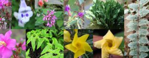 Traqueofitas: Clasificación, Características y Ejemplos de Plantas con Vascularización 36 plantas vasculares