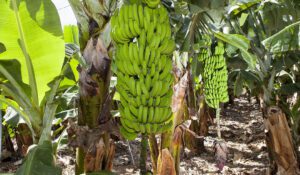 platanera llena de platanos maduros listos para cosechar