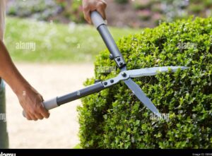 podadora cortando ramas de laurel en jardin