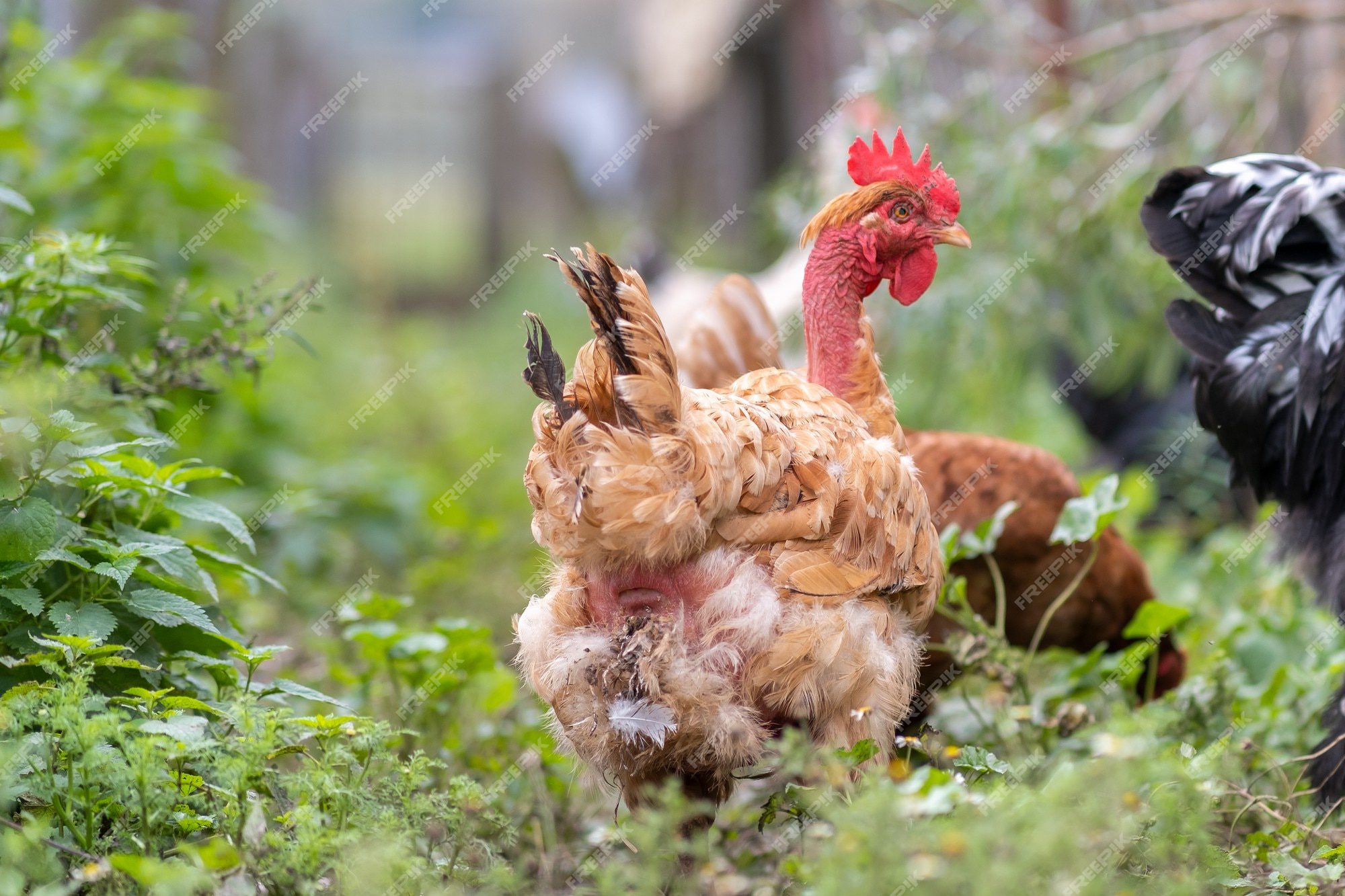 Gallina alimentándose en granja ecológica