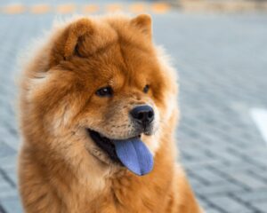 portrait beautiful chow puppy 600nw 1703283595