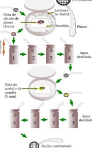 preparaciones celulares tecnicas temporales y permanentes de biologia celular