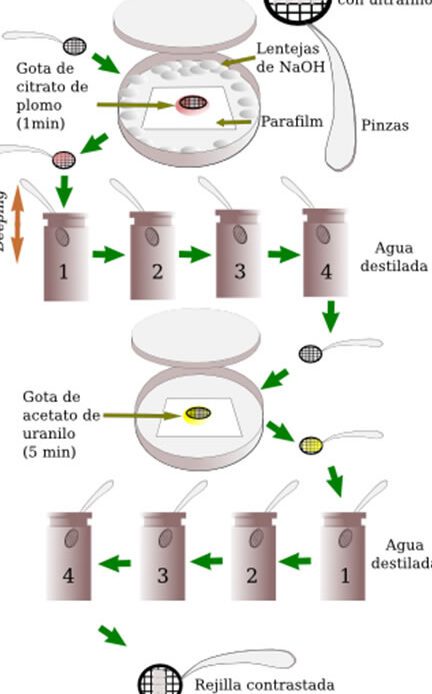 Preparaciones celulares: técnicas temporales y permanentes de biología celular