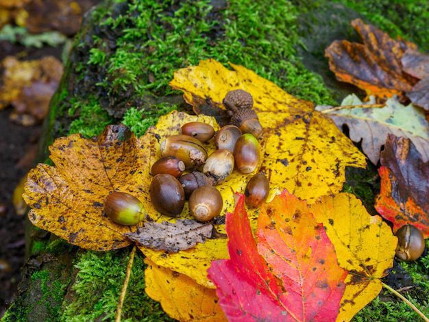 Bellotas en un bosque otoñal