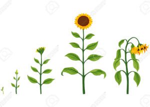 Las 4 etapas de las plantas: de la semilla a la floración 13 progresion de una semilla a una flor