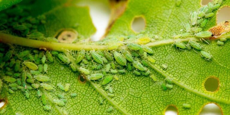 Cómo Eliminar Pulgón Con Fairy » Microscopio.pro