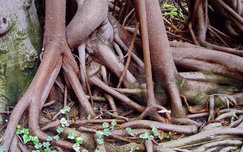 Cómo son las raíces del árbol de níspero 3 Raíces de árbol de níspero