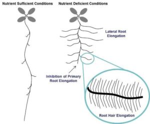raices de planta absorbiendo nutrientes del suelo