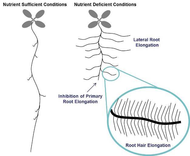 Cuál es el proceso de absorción de nutrientes en las plantas 7 Cuál es el proceso de absorción de nutrientes en las plantas